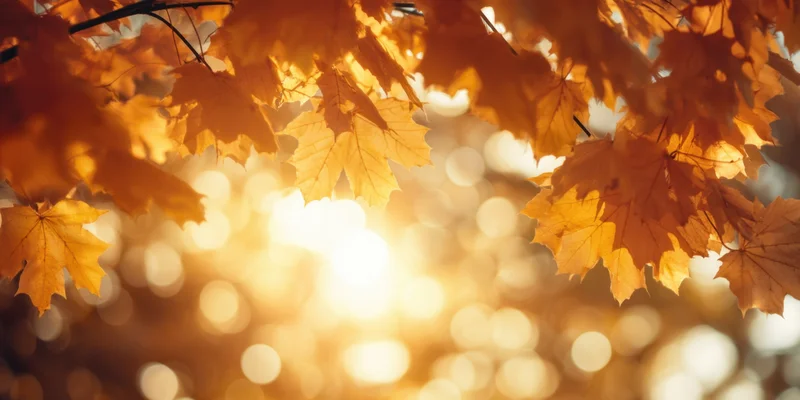 Golden maple leaves framing a sunlit bokeh background in autumn