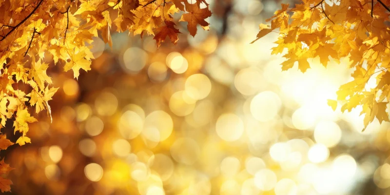 Golden maple leaves framing a sunlit bokeh background in autumn foliage