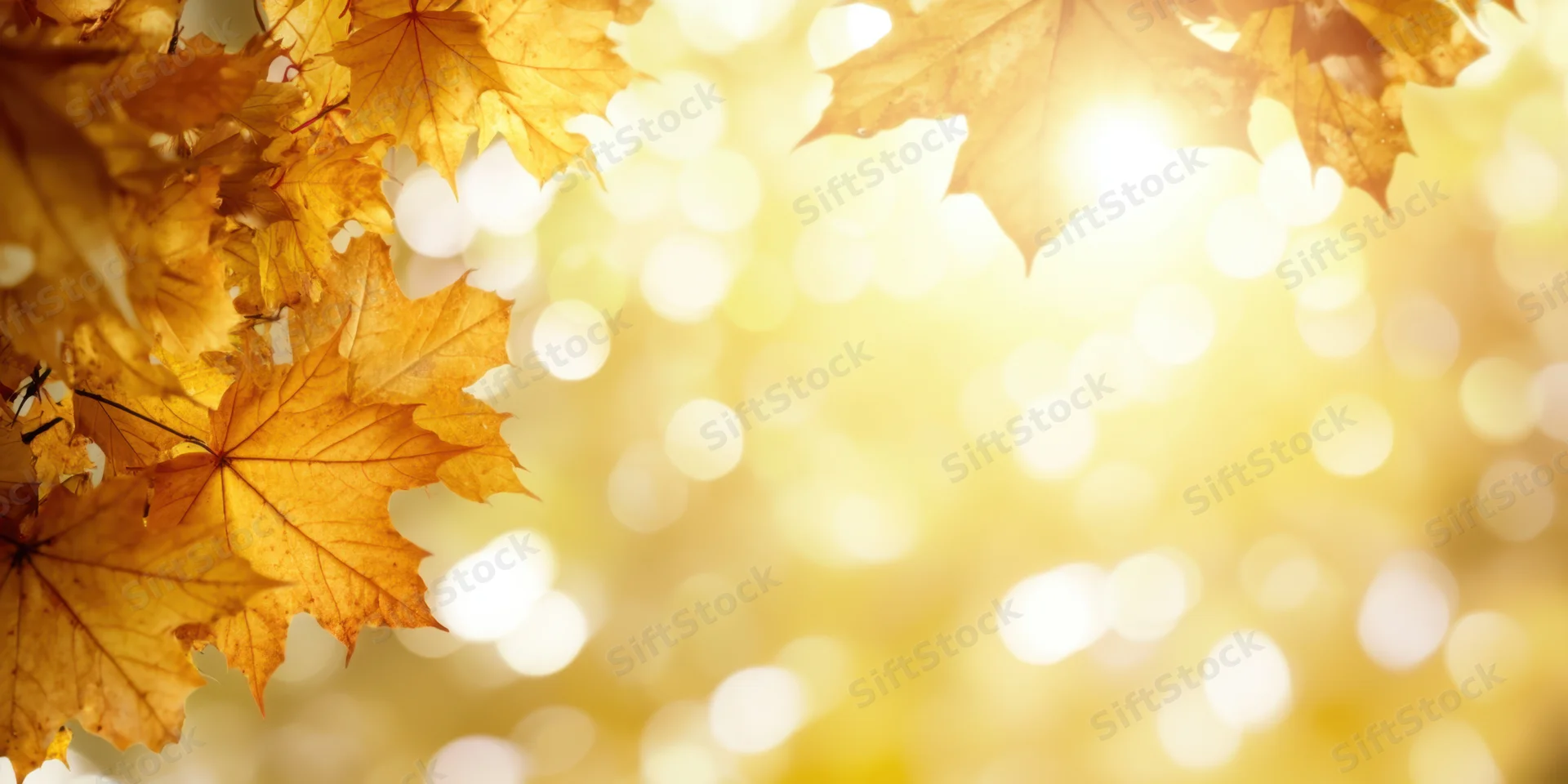 Golden maple leaves framing a sunlit bokeh background with copyspace