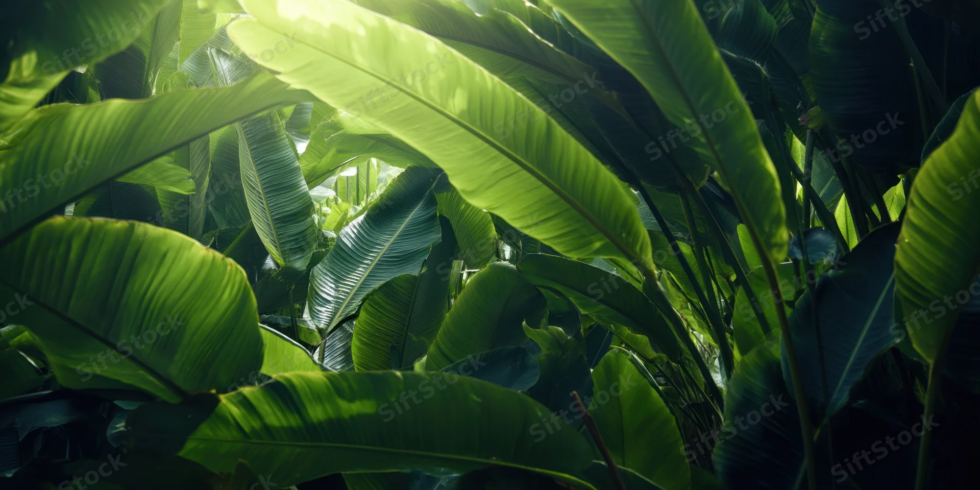 Dense tropical foliage with large glossy green leaves filling the frame