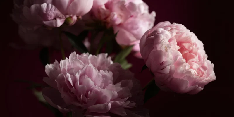 Close-up of pink peonies in full bloom with layered petals against dark background