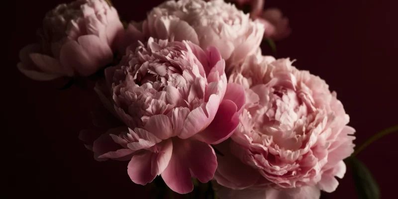 Close-up of pink peonies in full bloom with layered petals against dark background