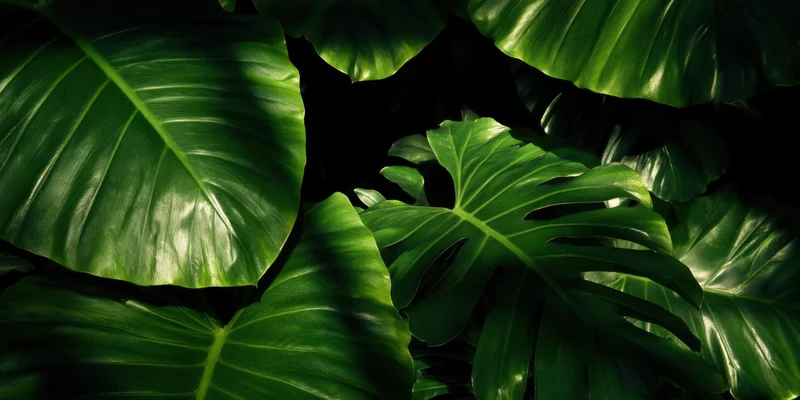 Close-up of glossy emerald monstera leaves in dense tropical foliage with dappled light and shadow