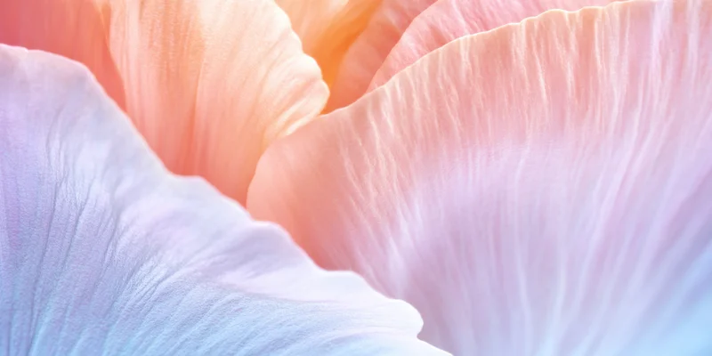 Closeup of pastel flower petals in peach pink and lavender hues showing delicate texture and soft color gradient