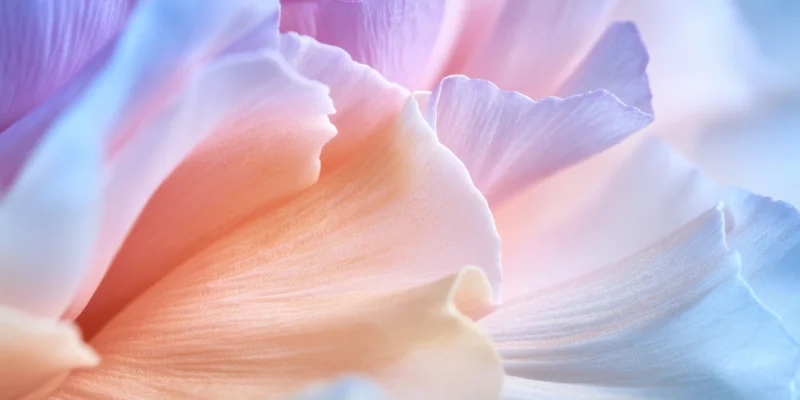 Closeup of pastel flower petals in peach pink and lavender hues with soft focus and natural texture