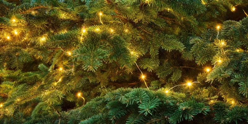 Evergreen tree branch adorned with warm fairy lights for christmas decoration