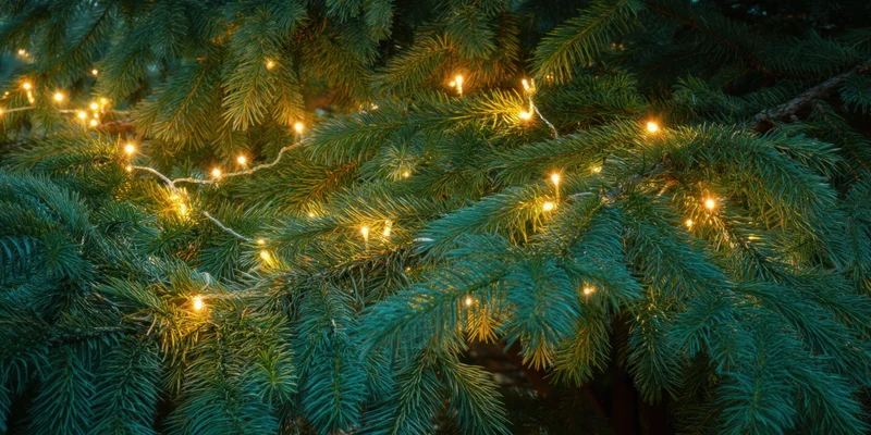 Evergreen tree branch adorned with warm fairy lights for christmas decoration