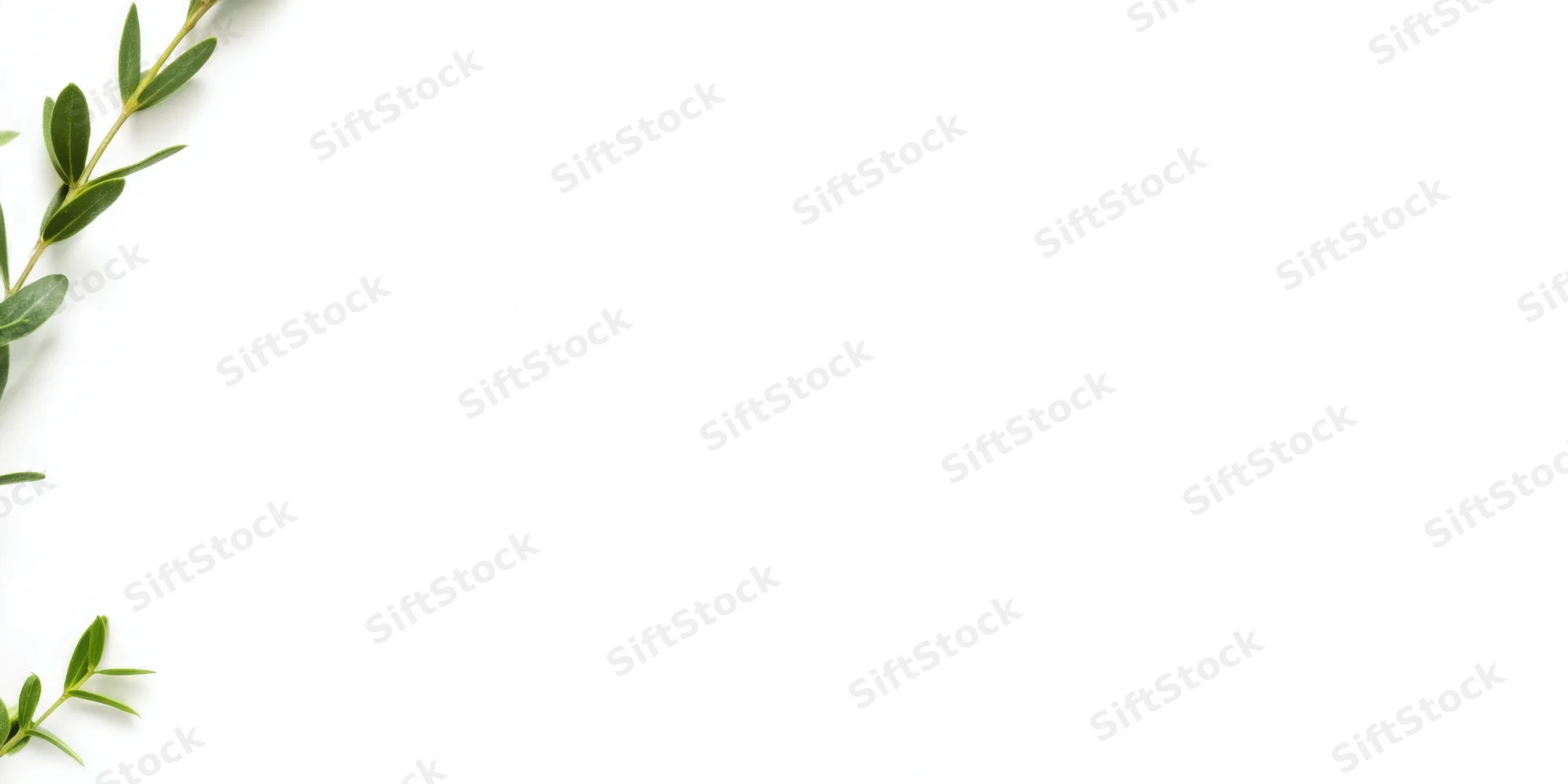 Slender green sprig with small leaves arranged along the left edge on white background