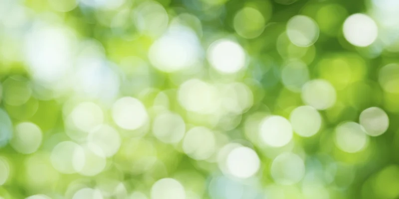 Soft green bokeh background with circular light orbs from foliage in natural daylight