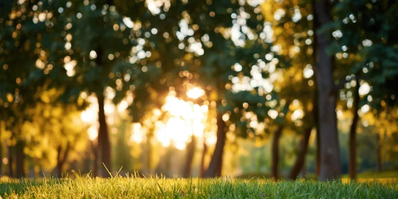 Sunlit grass in a park with tall trees and warm golden light filtering through the foliage