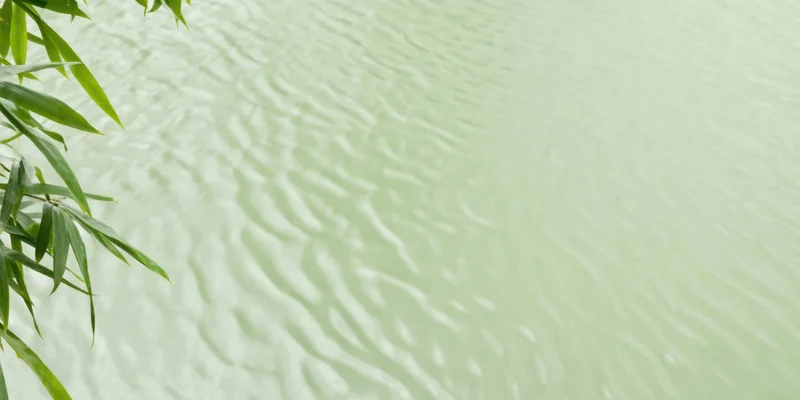Pale green water surface with gentle ripples and bamboo leaves at edge