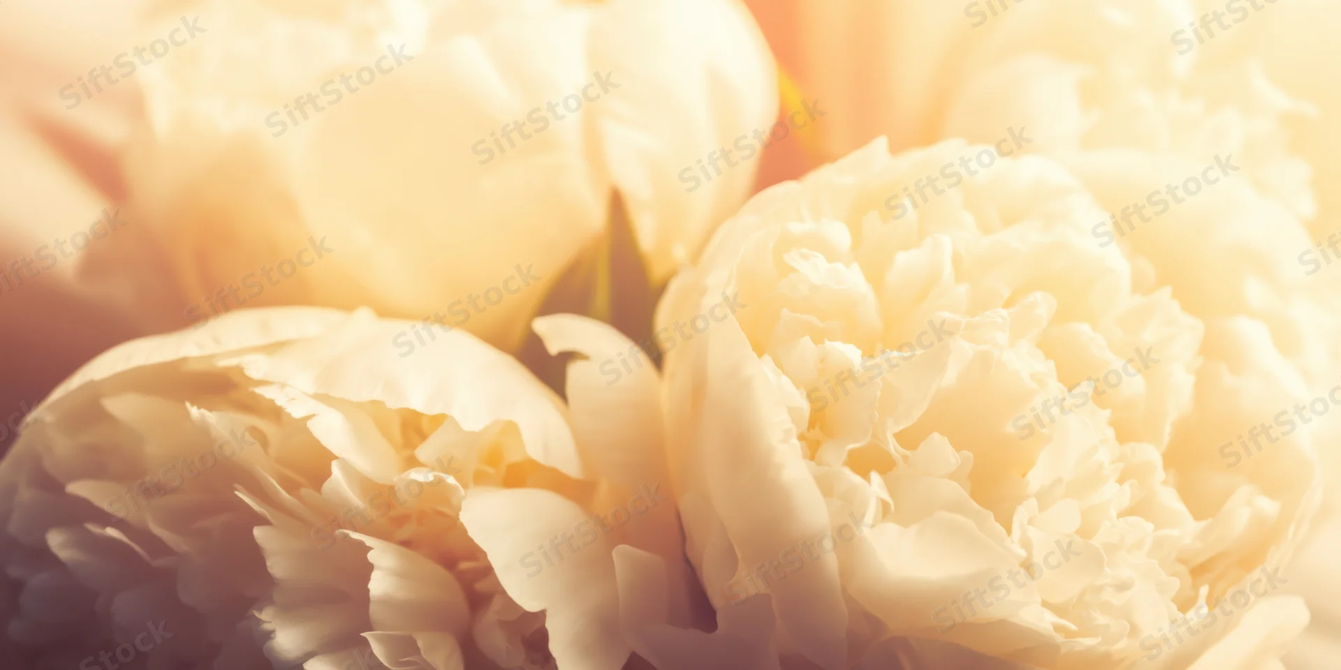 Close-up of creamy white peony blossoms with ruffled petals in soft warm light