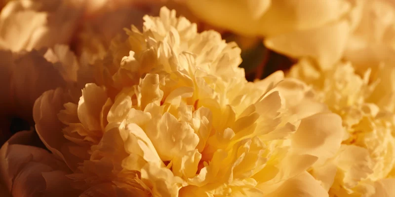 Close-up of creamy white peony blossoms with ruffled petals in soft golden light