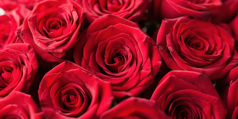 Dense bouquet of red roses filling the frame