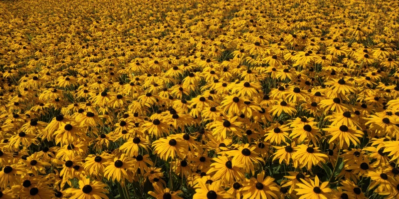 Dense field of yellow daisies with dark centers sunlit outdoors