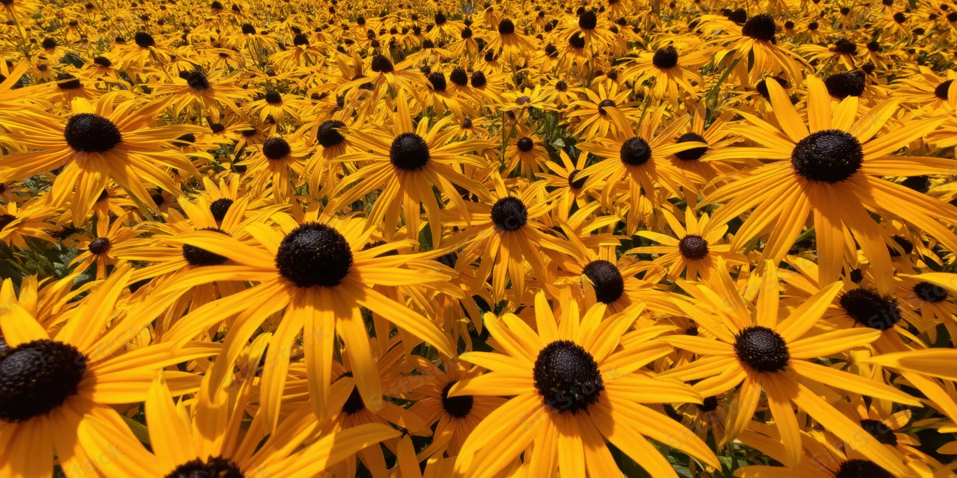 Dense field of yellow daisies with dark centers sunlit in a garden meadow