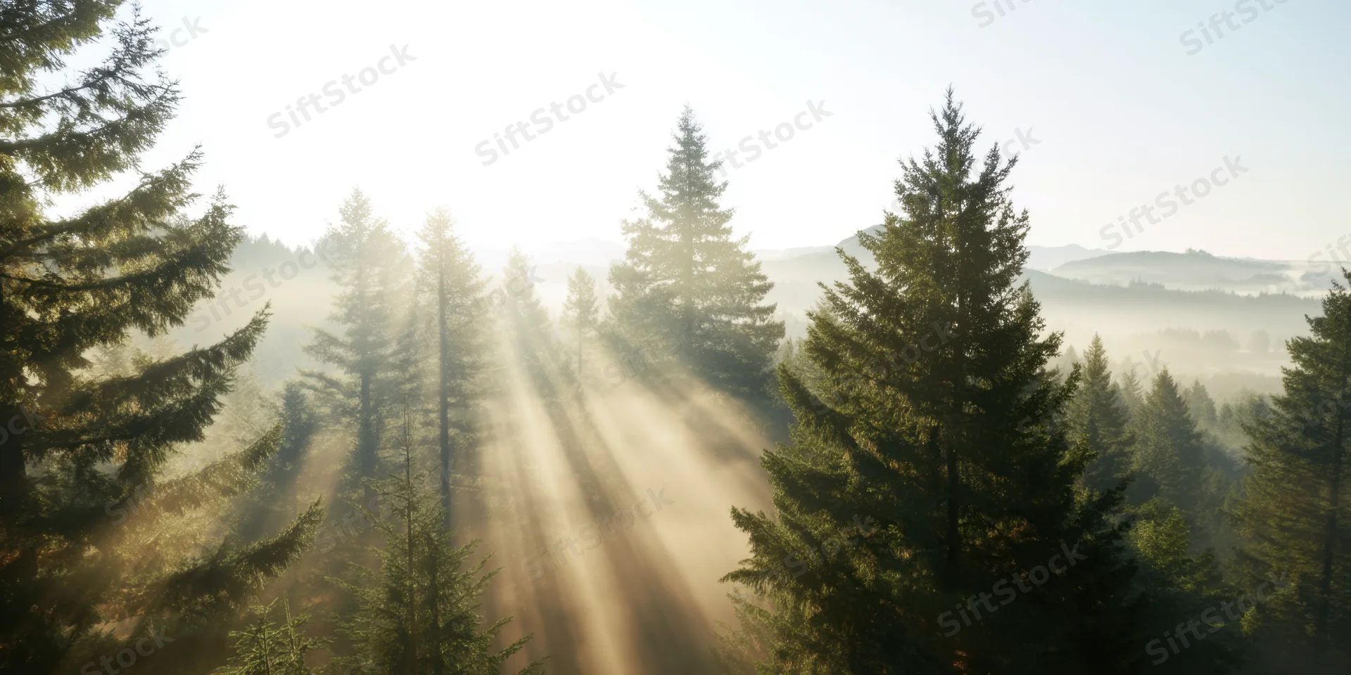 Sunbeams filtering through tall evergreen trees in a misty forest at dawn