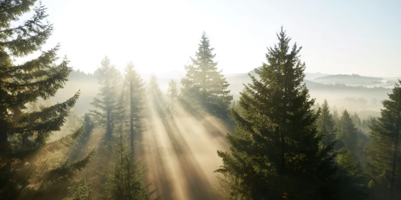 Sunbeams filtering through tall evergreen trees in a misty forest at dawn