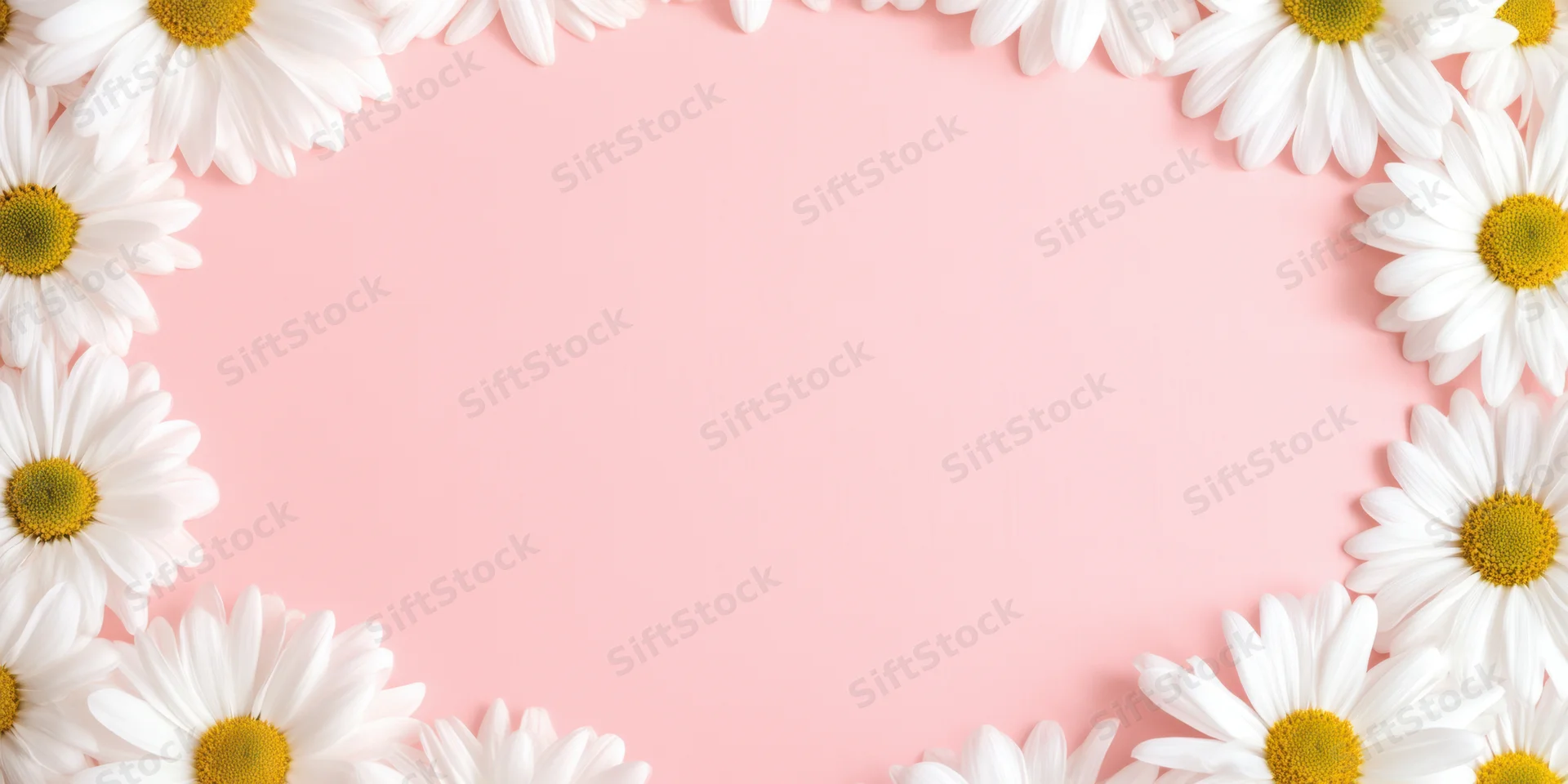 White daisies arranged in a frame on a pastel pink background