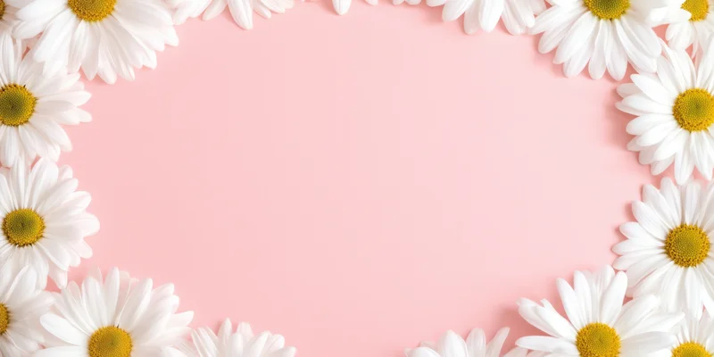 White daisies arranged in a frame on a pastel pink background