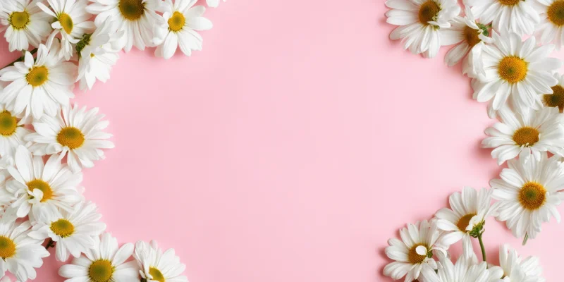 White daisies arranged in a border along the edges of a pastel pink background with copyspace in the center