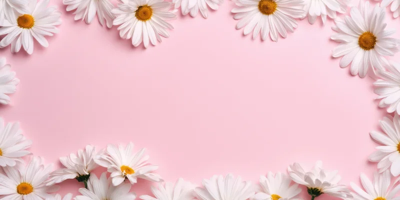 White daisies arranged in a frame along the edges of a pastel pink background