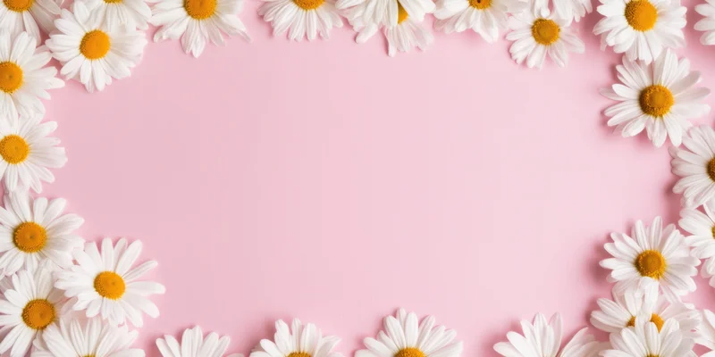 White daisies arranged in a frame on a pastel pink background with copyspace in the center
