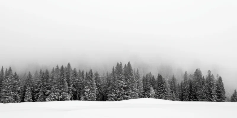 Snow-covered evergreen forest under foggy sky in winter mountain landscape