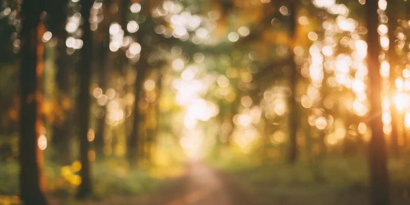 Sunlit forest path with soft bokeh lights and warm golden glow