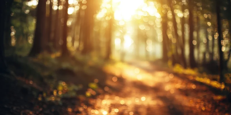 Sunlit forest path with soft bokeh lights and warm golden glow
