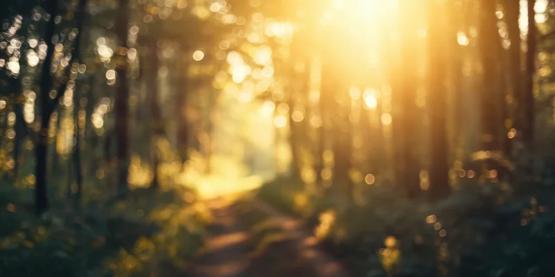 Sunlit forest path with soft bokeh lights and warm golden glow