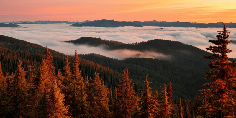 Rolling forested hills blanketed in fog at sunrise with distant mountains above the clouds