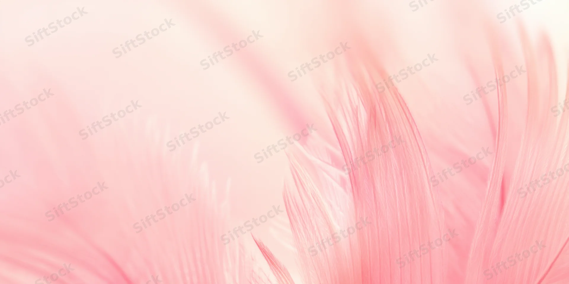 Soft pink feather in macro closeup showing delicate barbs and fine texture