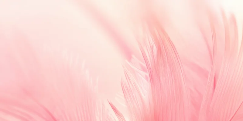 Soft pink feather in macro closeup showing delicate barbs and fine texture
