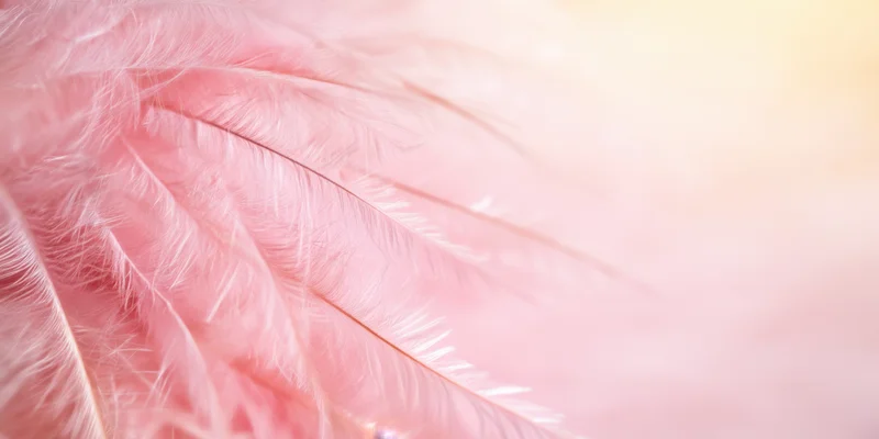 Soft pink feather with delicate barbs in macro closeup against a blurred background