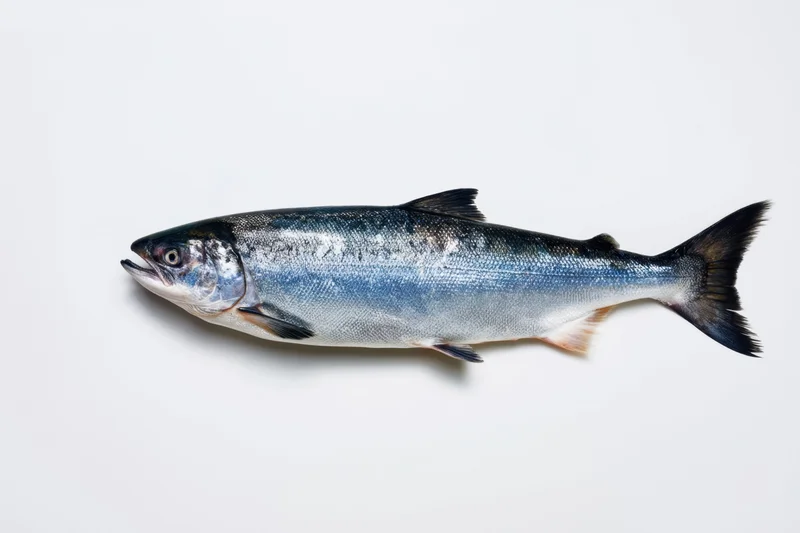 Silver salmon lying on a white background isolated for studio photography