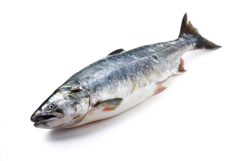 Whole silver salmon lying on a white background isolated for food photography