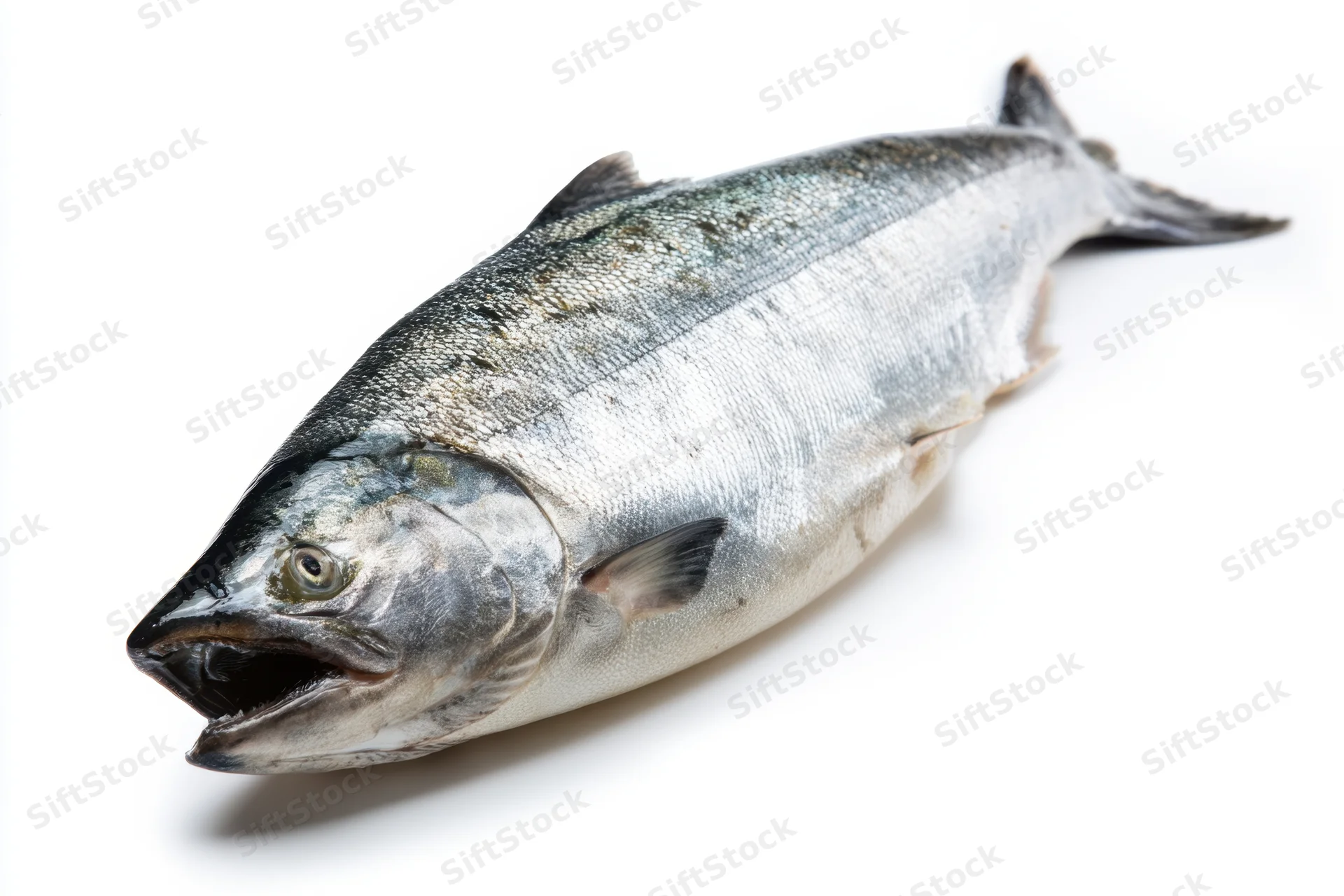 Whole silver salmon lying on white background with open mouth and visible scales