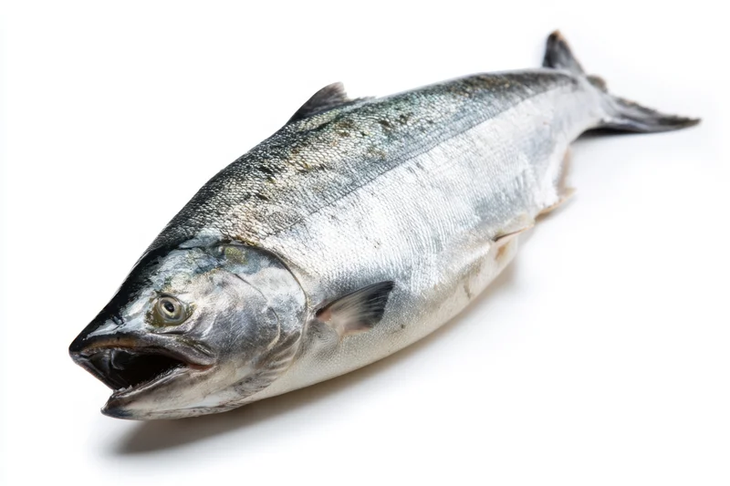 Whole silver salmon lying on white background with open mouth and visible scales