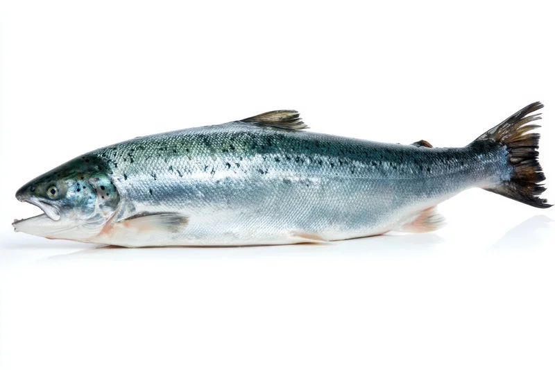 Full-length atlantic salmon lying on white background with open mouth and visible scales and fins