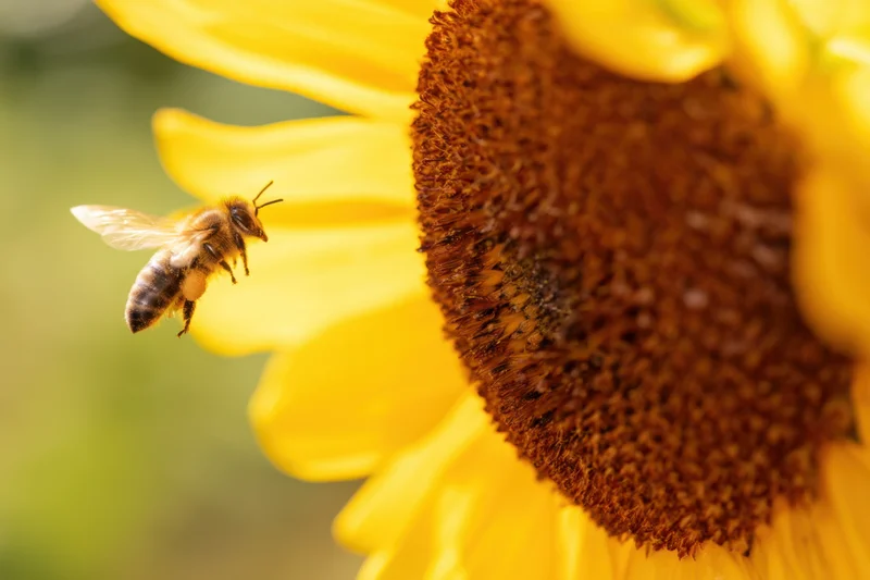 Bee hovering near a sunflower in a garden during daytime