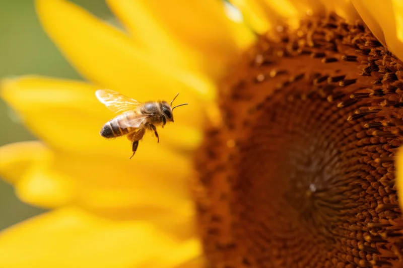 Bee hovering near a sunflower in a garden during summer daytime
