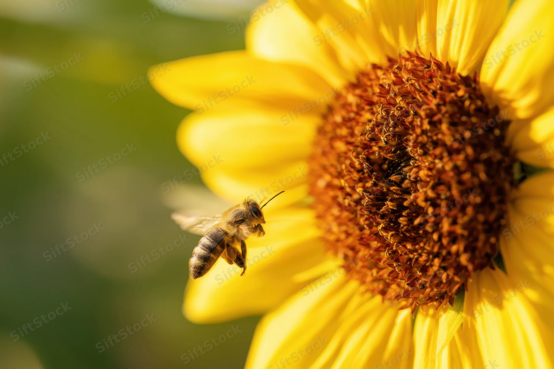 Bee hovering near a sunflower in a garden during summer daytime