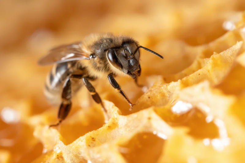 Honeybee perched on honeycomb structure feeding on nectar