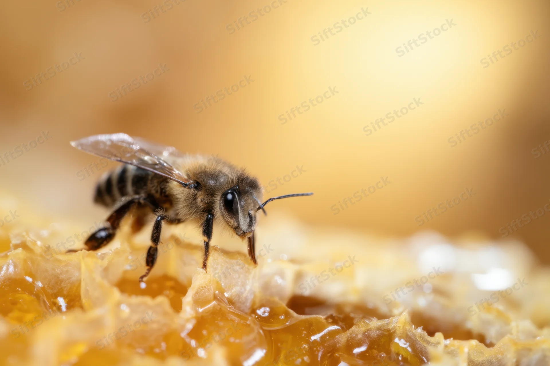 Bee perched on honeycomb structure with honey filling cells