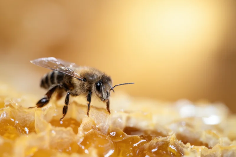Bee perched on honeycomb structure with honey filling cells