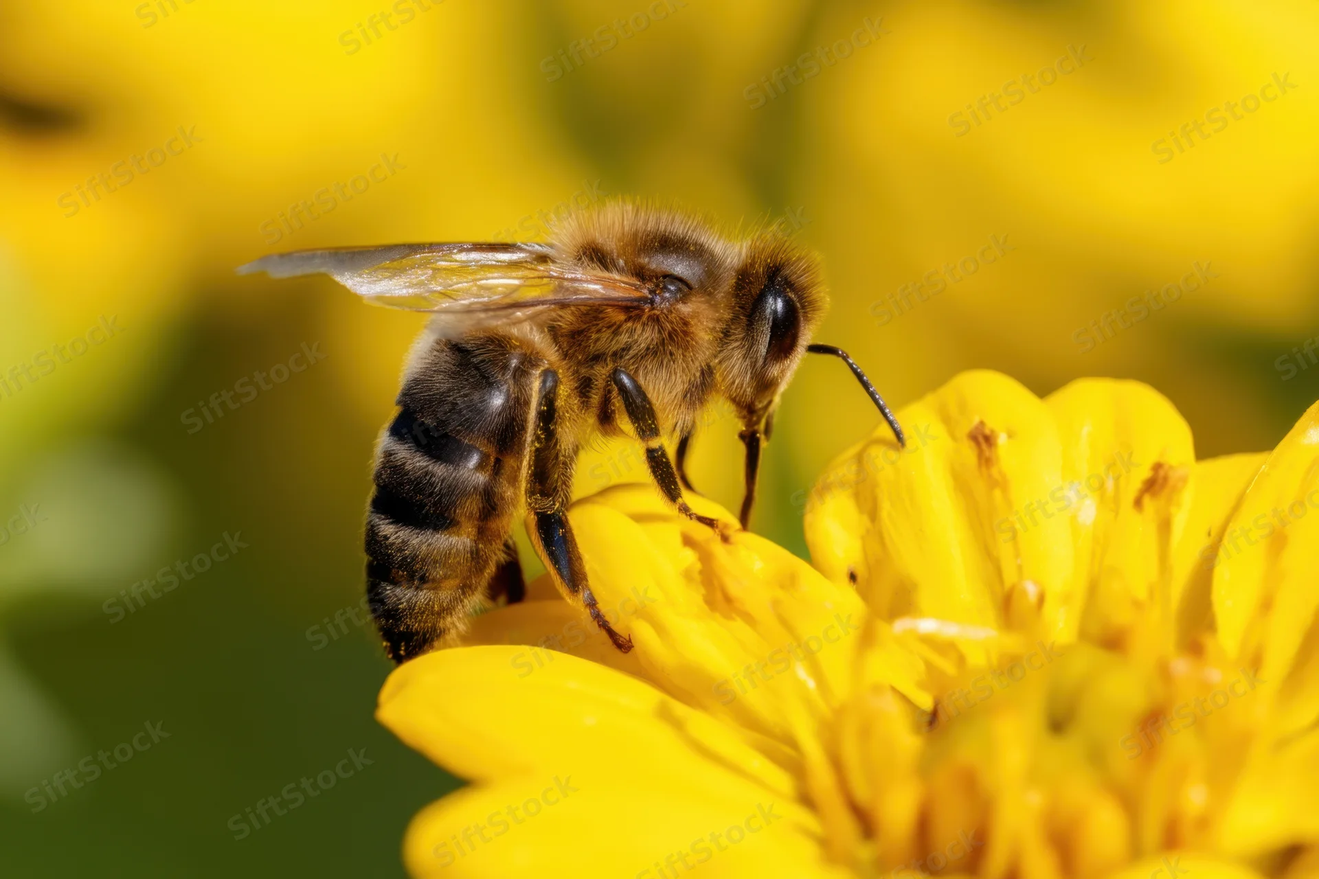 Honeybee foraging on a yellow flower in a garden setting