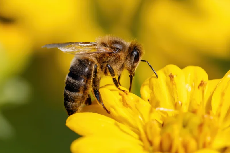 Honeybee foraging on a yellow flower in a garden setting