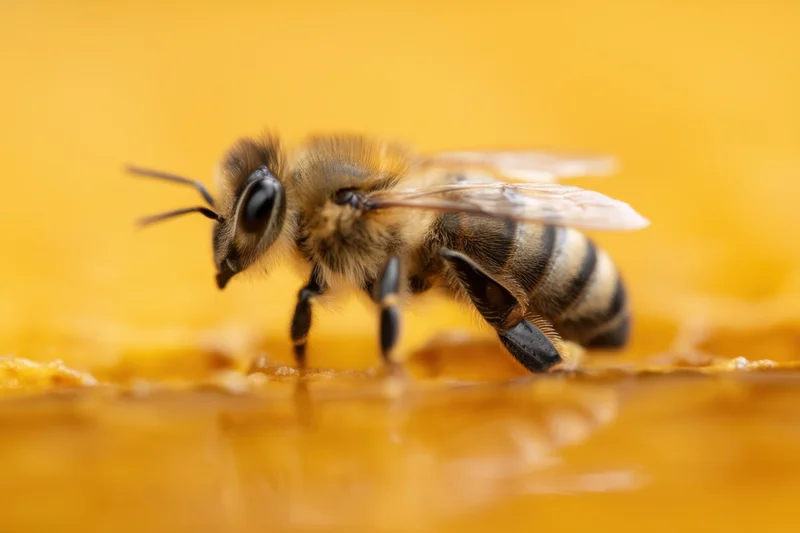 Honeybee with detailed anatomy on honeycomb surface
