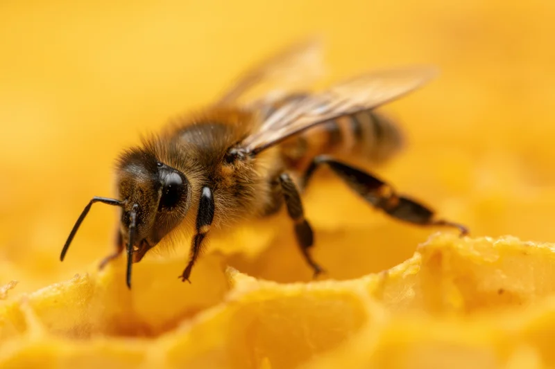 Honeybee resting on honeycomb with detailed anatomy visible in macro view